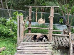 -黔灵山公园