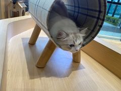 -瞄一喵猫咖(格力海岸店)