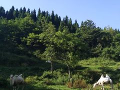 -武陵山森林公园