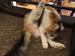 -more than meow吴止猫主题餐厅(承德 中船汇店)