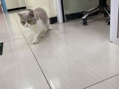 -全心全意连锁动物医院·微创中心·内科急重症·心脏专科(丰管路店)