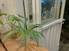 -绿小院(荔湾店)