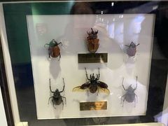 -上海昆虫博物馆