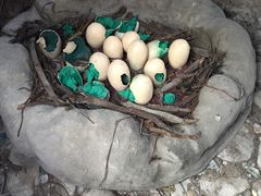 -中华恐龙园
