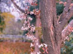-八大山人梅湖景区