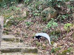 -东南悬空寺方广岩