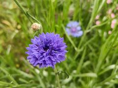 -武汉紫薇都市田园