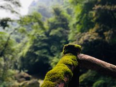 -碧峰峡风景区