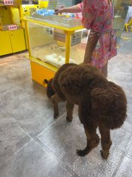 -神奇动物撸宠馆·羊驼·小浣熊·异宠(豫园店)
