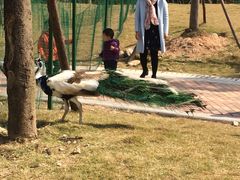 -灵玲国际马戏城