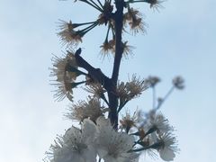 -两河城市森林公园