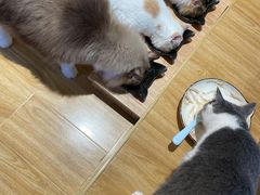 -啵啵喵·猫咖(攀华国际店)