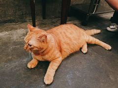 -肥仔文澳门猪骨煲(南京西路店)