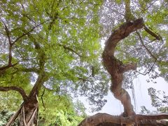 -小洲村