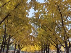 -三里屯东五街银杏大道