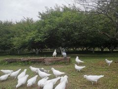 -秀丽东方