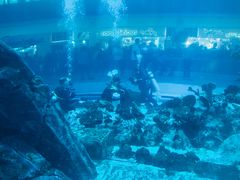 -迪拜水族馆及水下动物园