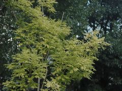 -映月湖中央公园