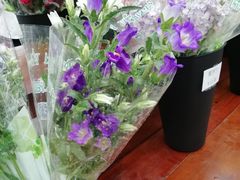-荷兰花海