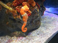 -暹罗海洋世界