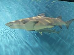 -北戴河圣蓝海洋公园