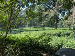 -野蔓果·山野菜(西湖景区·龙井茶田店)