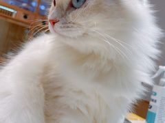 -山宅一喵德文卷毛猫舍