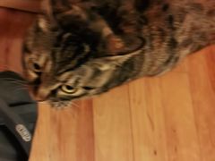 -爱侣宠医·鹦鹉专科·小型哺乳类·异宠专科(灵石路店)