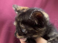 -安安宠医宠物医院·异宠·犬猫内科(岳阳分院)