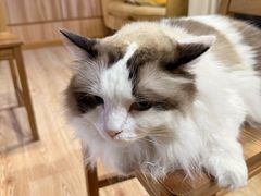 -白兔子密室(长寿路店)