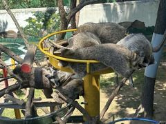 -西霞口神雕山野生动物世界