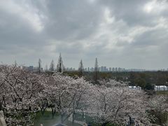 -苏州上方山国家森林公园