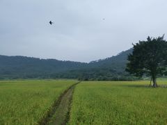 -艾米稻香小镇