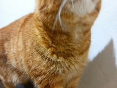 -猫友咖啡店(玉林西路店)
