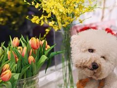 -Gigi Florist·Dk Coffee