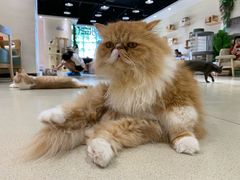 -藏猫猫咖啡主题馆(中央大道店)