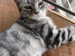 -这儿没有猫·猫咖萌宠馆·撸猫