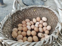 -马陆小张葡萄园农家乐