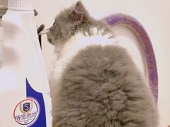 -喵zoo家庭繁育猫舍(尖东智能花园店)
