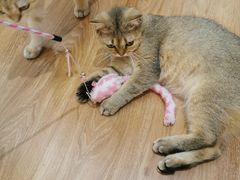 -COLOR PETS 撸猫馆·购猫·猫咖(长风大悦城店)