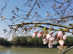 -高东镇樱花园