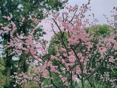 -和平公园