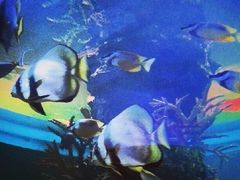 -暹罗海洋世界