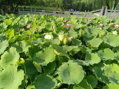 -莲湖公园