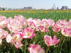 -荷兰花海