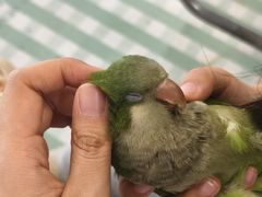 -吉丁鸟咖·异宠·寄养