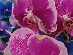 -上海鲜花港