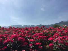 -曲江薰衣草庄园