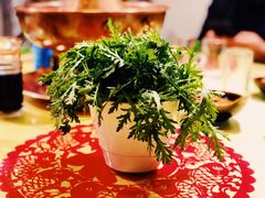 茼蒿-下马陵贰号