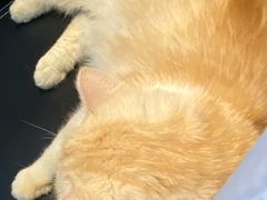 -艾贝尔宠物诊疗